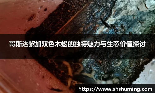 DB电竞